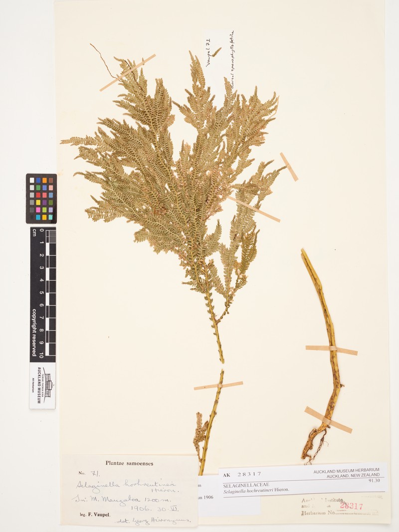 Selaginella hochreutineri photo 4