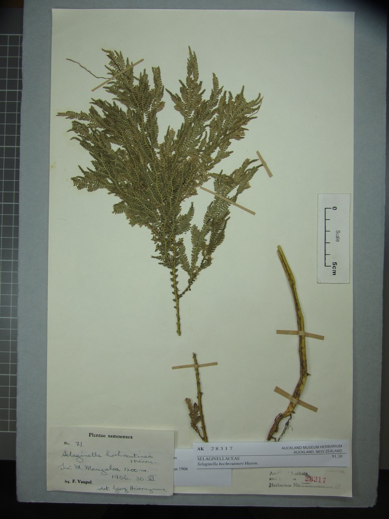 Selaginella hochreutineri