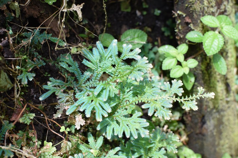 Selaginella hoffmannii