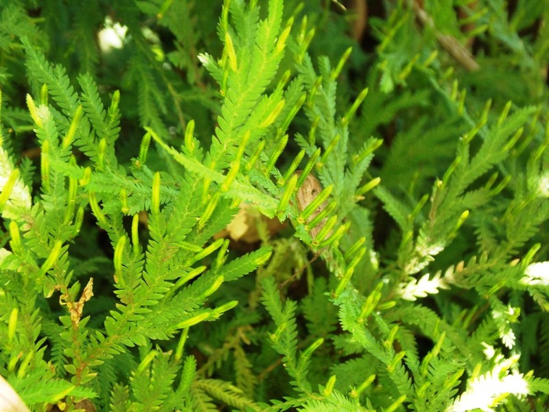 Selaginella hoffmannii photo 2