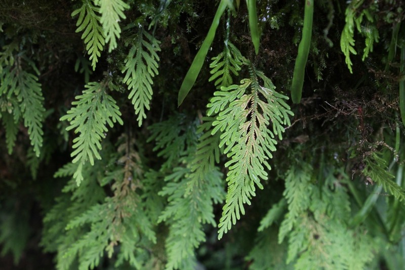 Selaginella hoffmannii photo 3