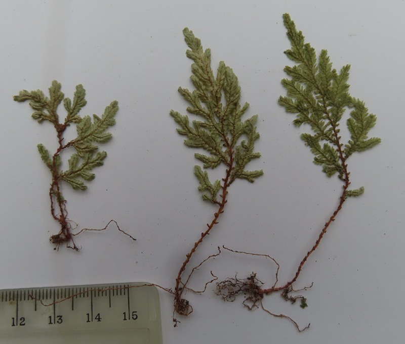 Selaginella hoffmannii photo 4
