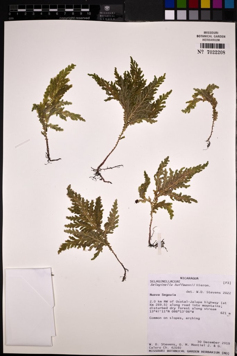 Selaginella hoffmannii photo 5