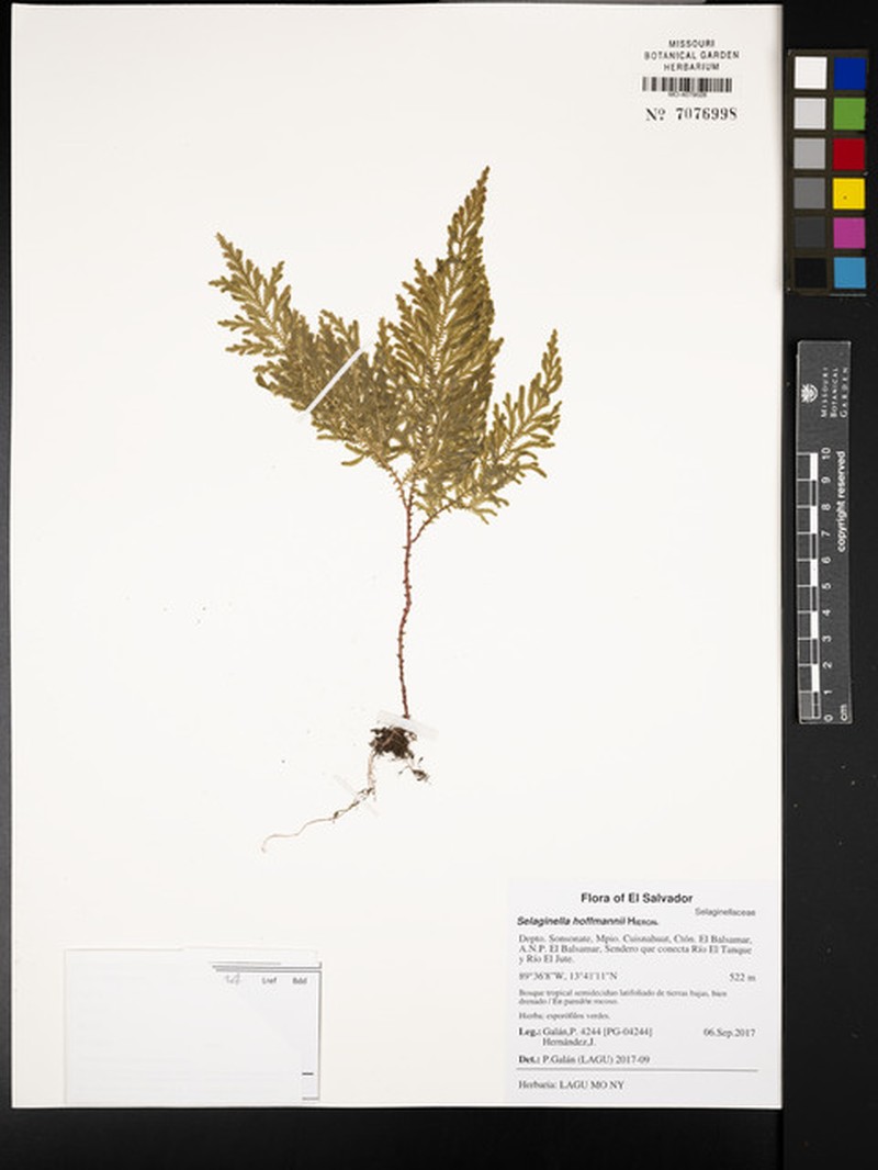 Selaginella hoffmannii photo 6