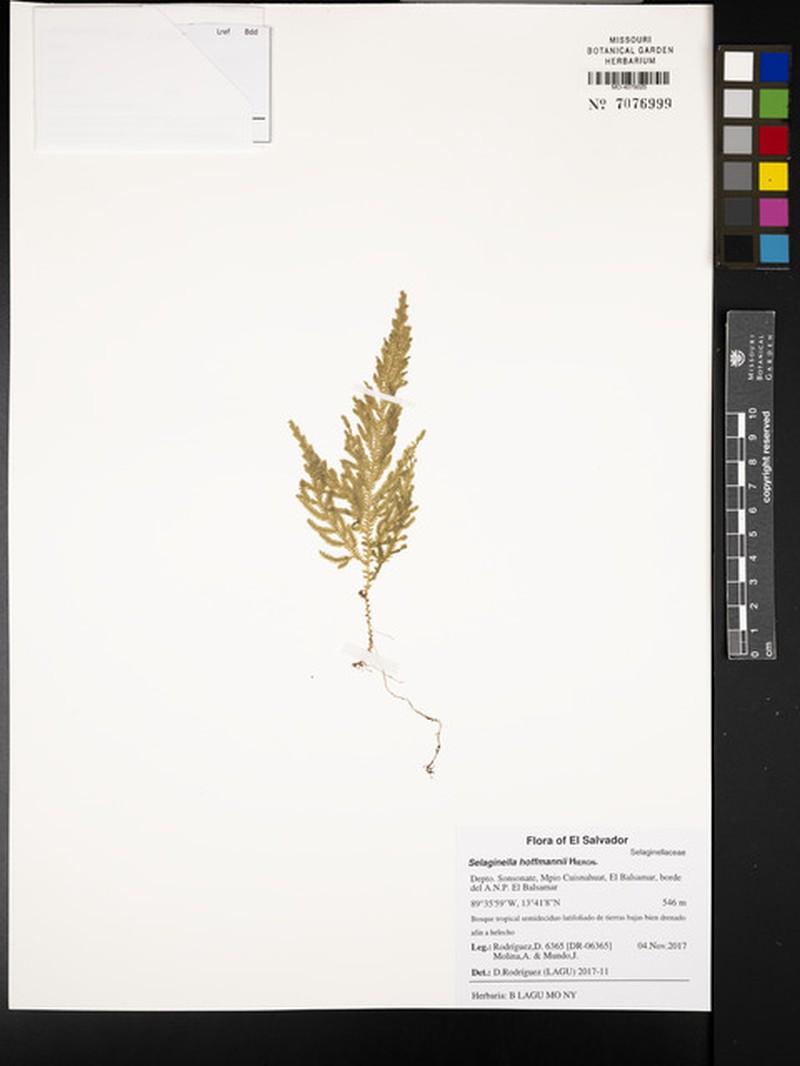 Selaginella hoffmannii photo 7