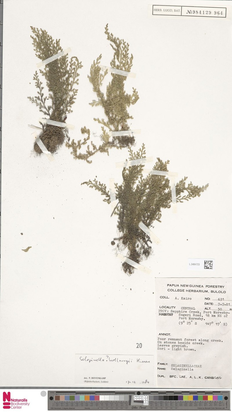Selaginella hollrungii photo 2