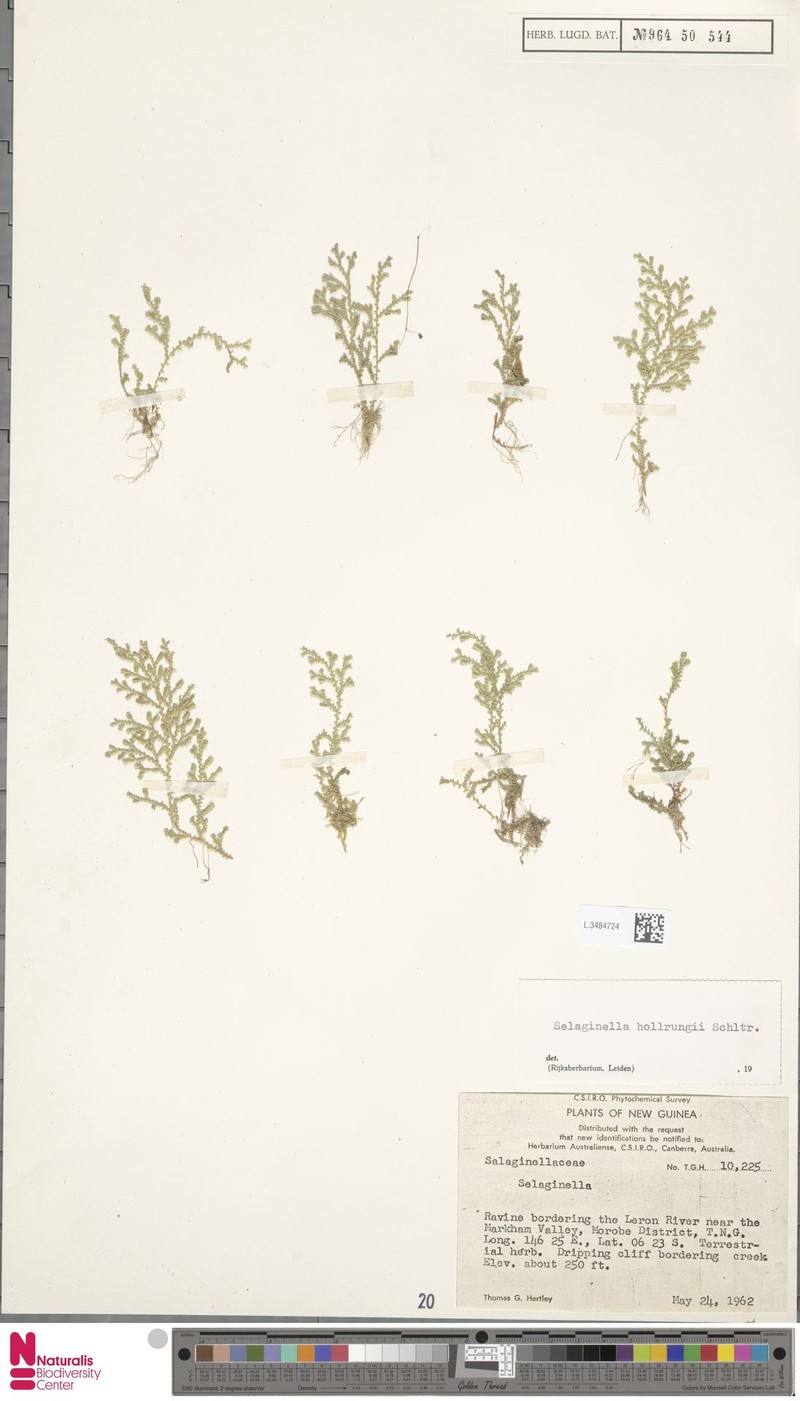 Selaginella hollrungii photo 3