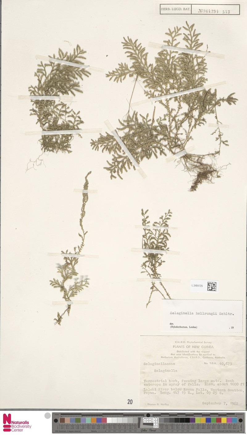 Selaginella hollrungii photo 4