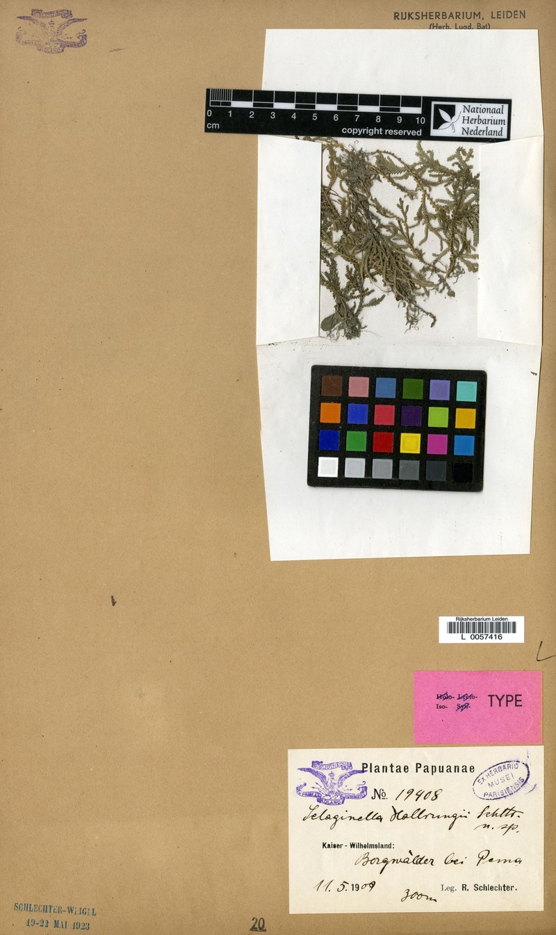 Selaginella hollrungii photo 5