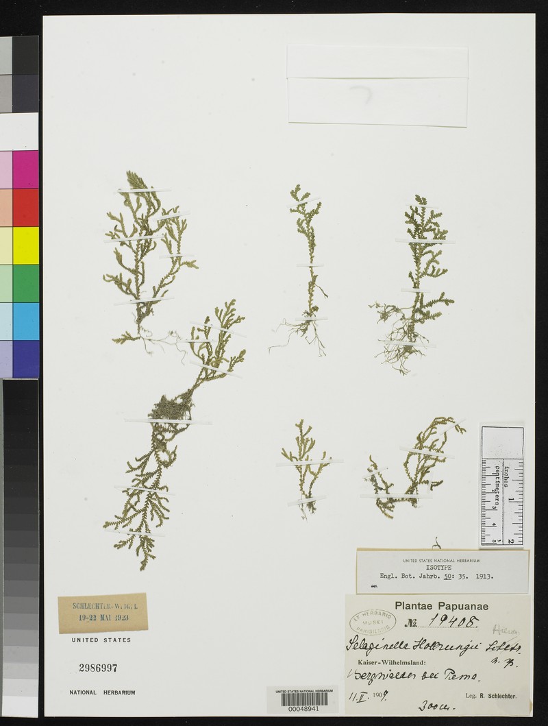 Selaginella hollrungii