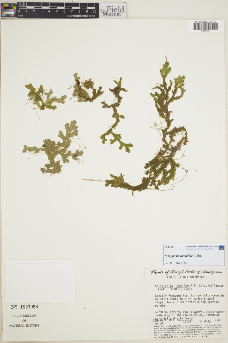 Selaginella homaliae