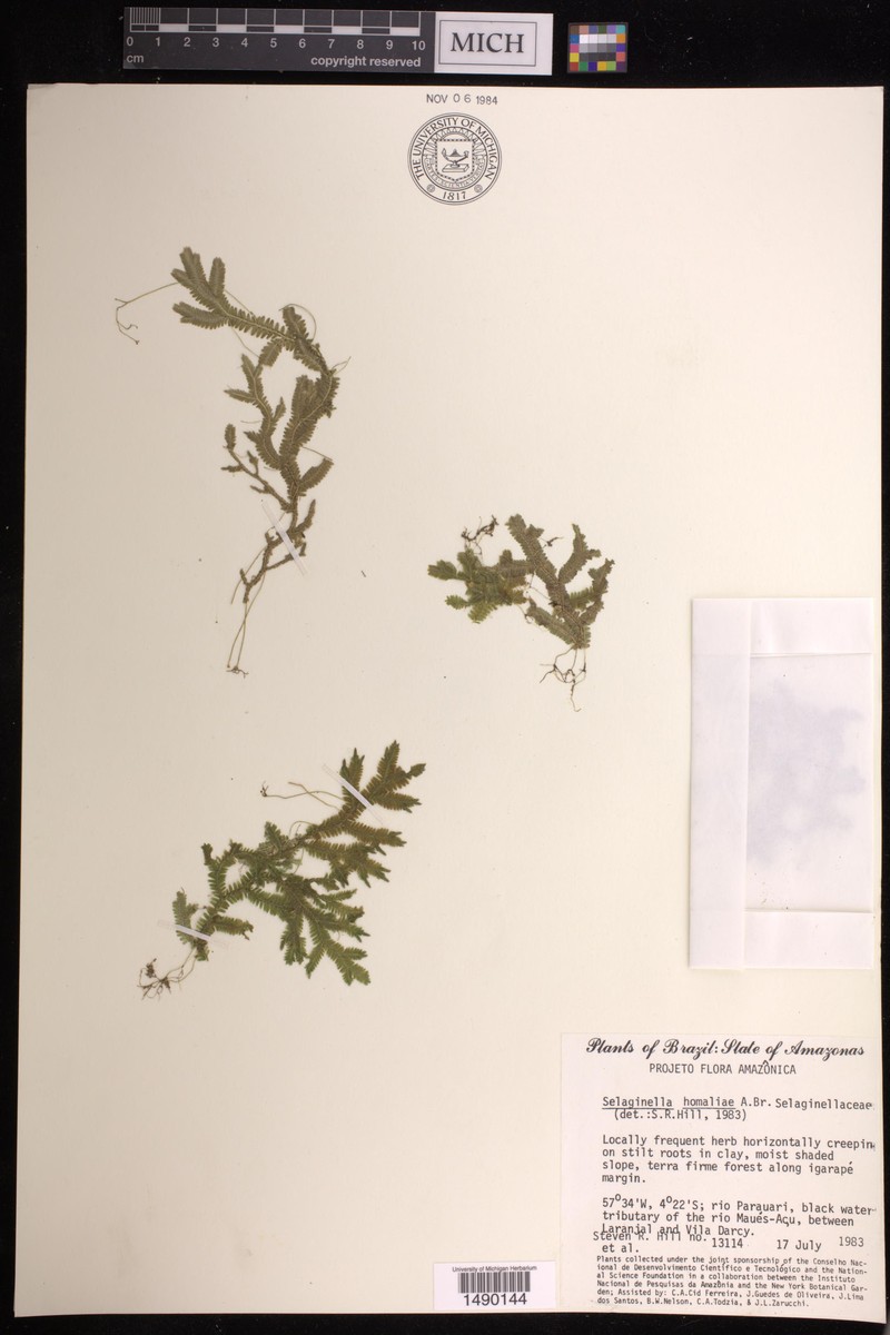 Selaginella homaliae photo 2