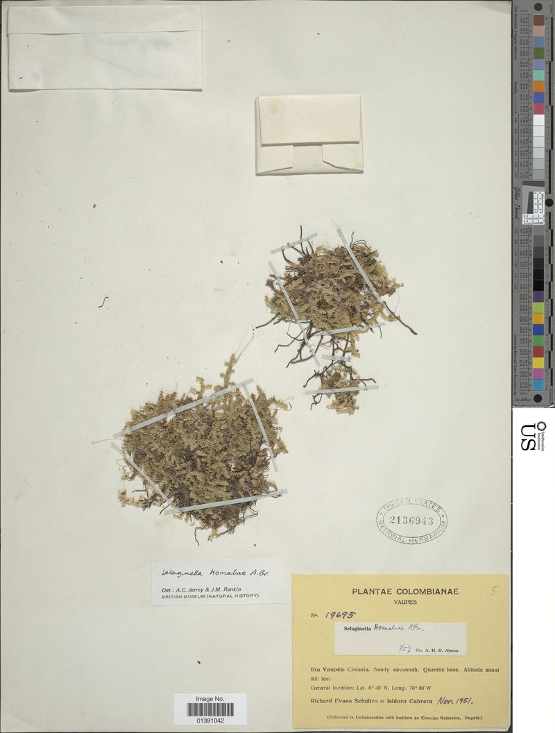 Selaginella homaliae photo 3