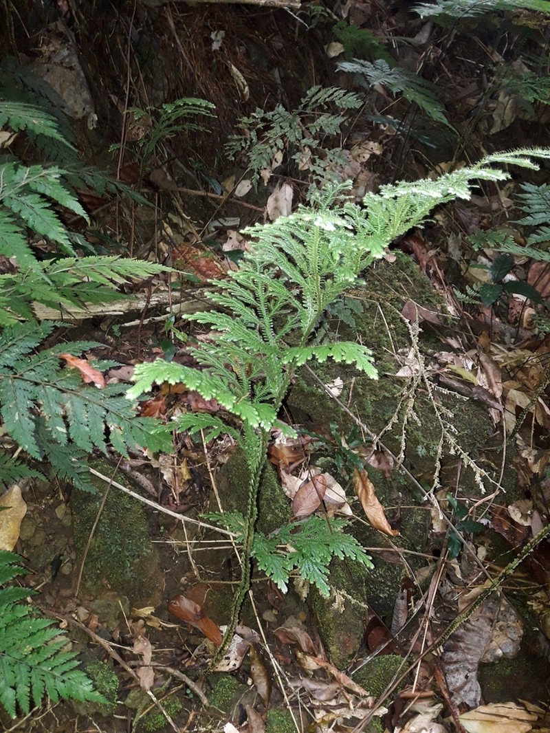 Selaginella hordeiformis photo 2