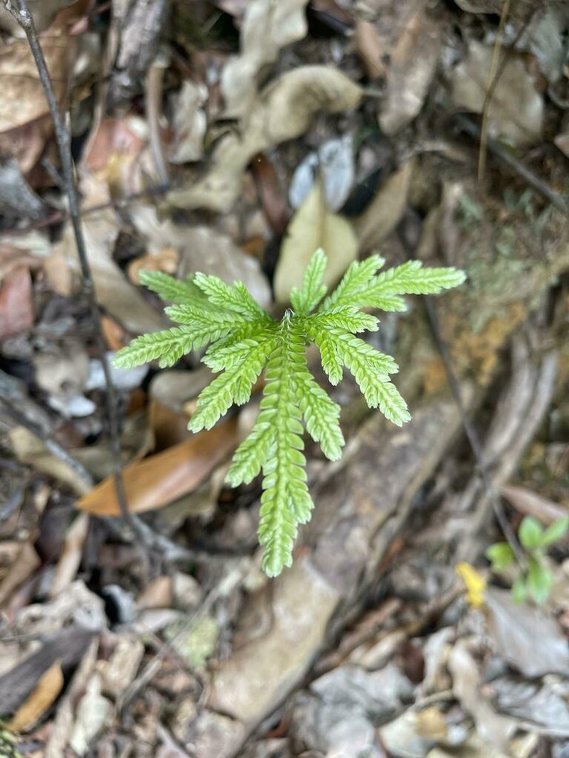 Selaginella hordeiformis photo 3
