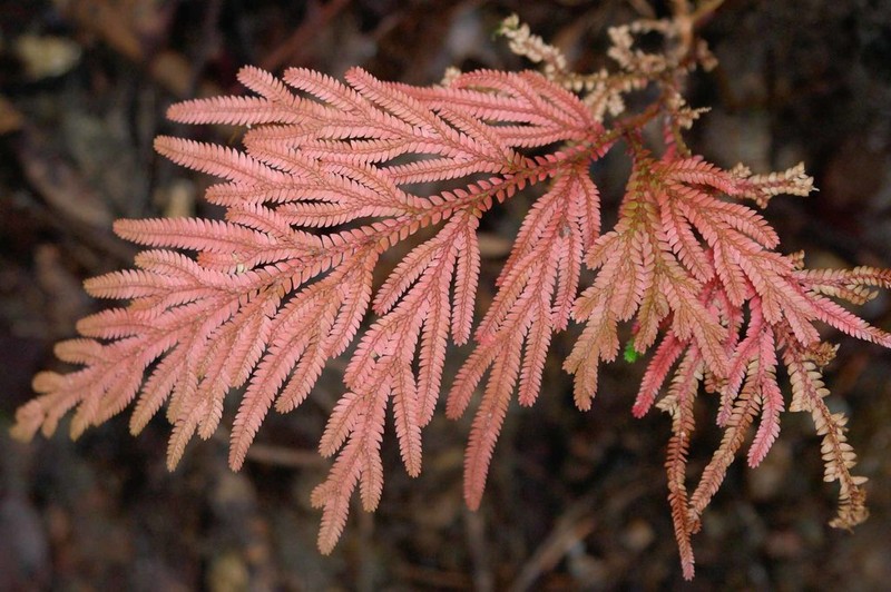 Selaginella hordeiformis photo 4