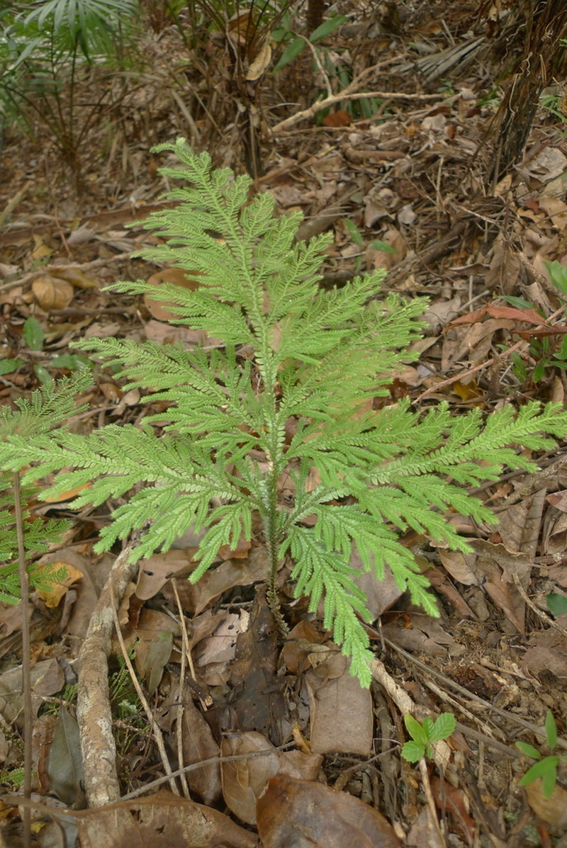 Selaginella hordeiformis photo 5