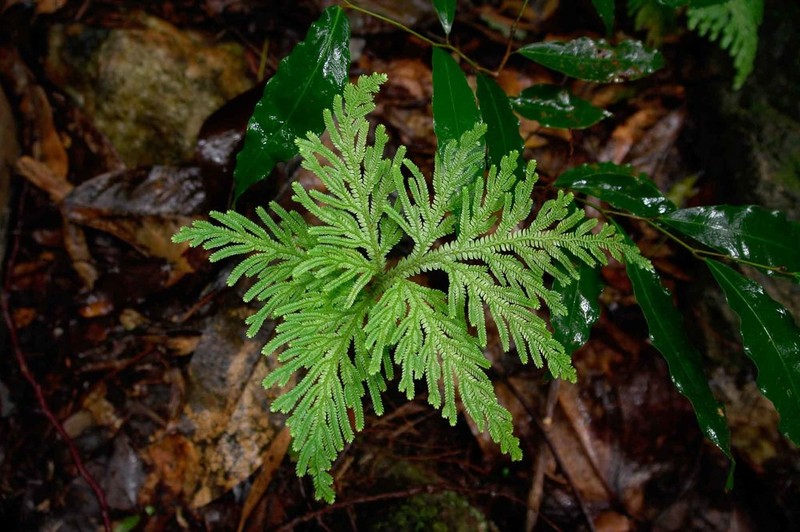Selaginella hordeiformis photo 6