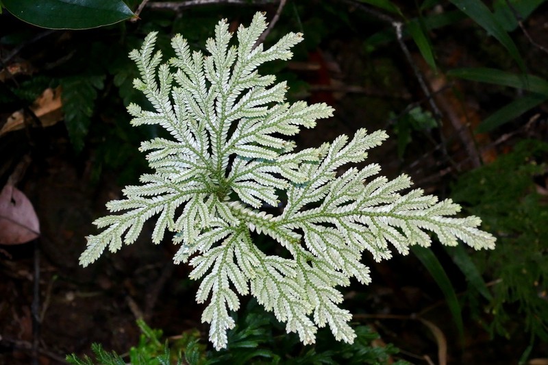 Selaginella hordeiformis photo 7
