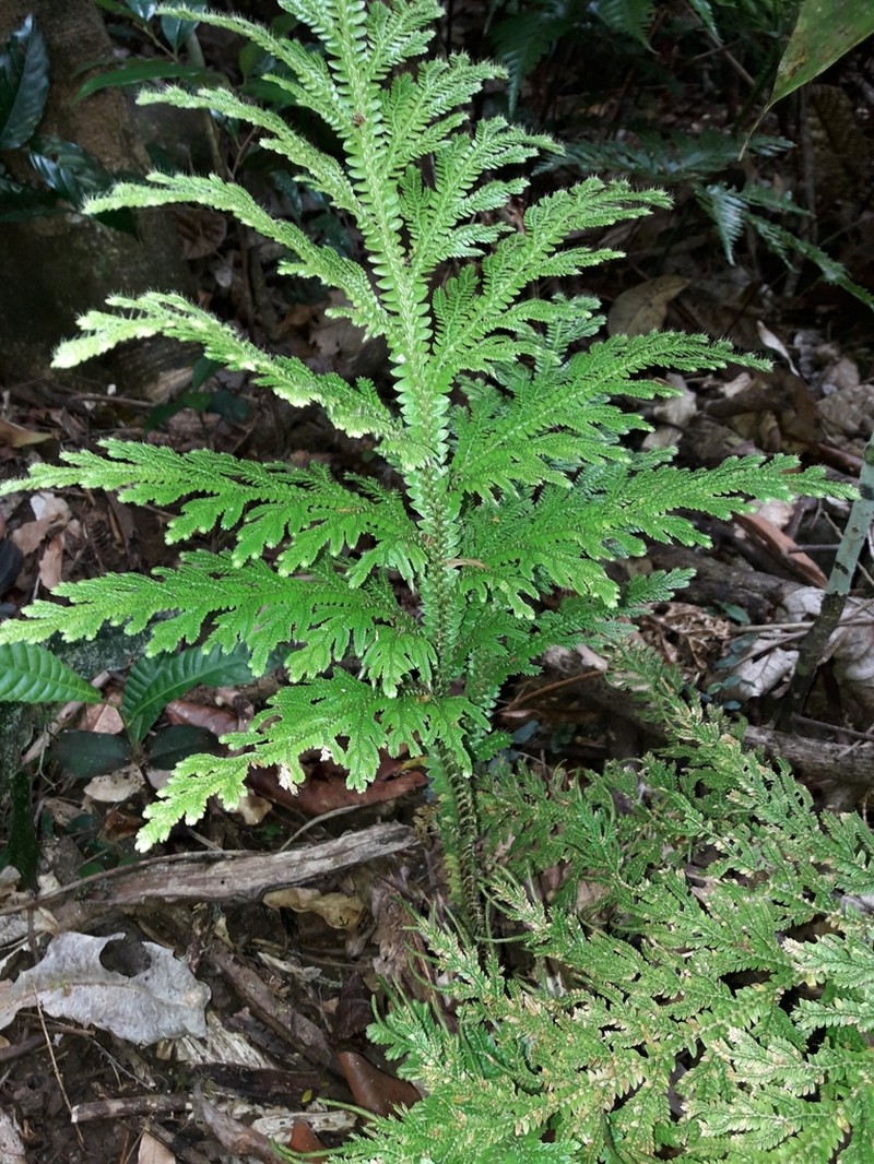Selaginella hordeiformis photo 8