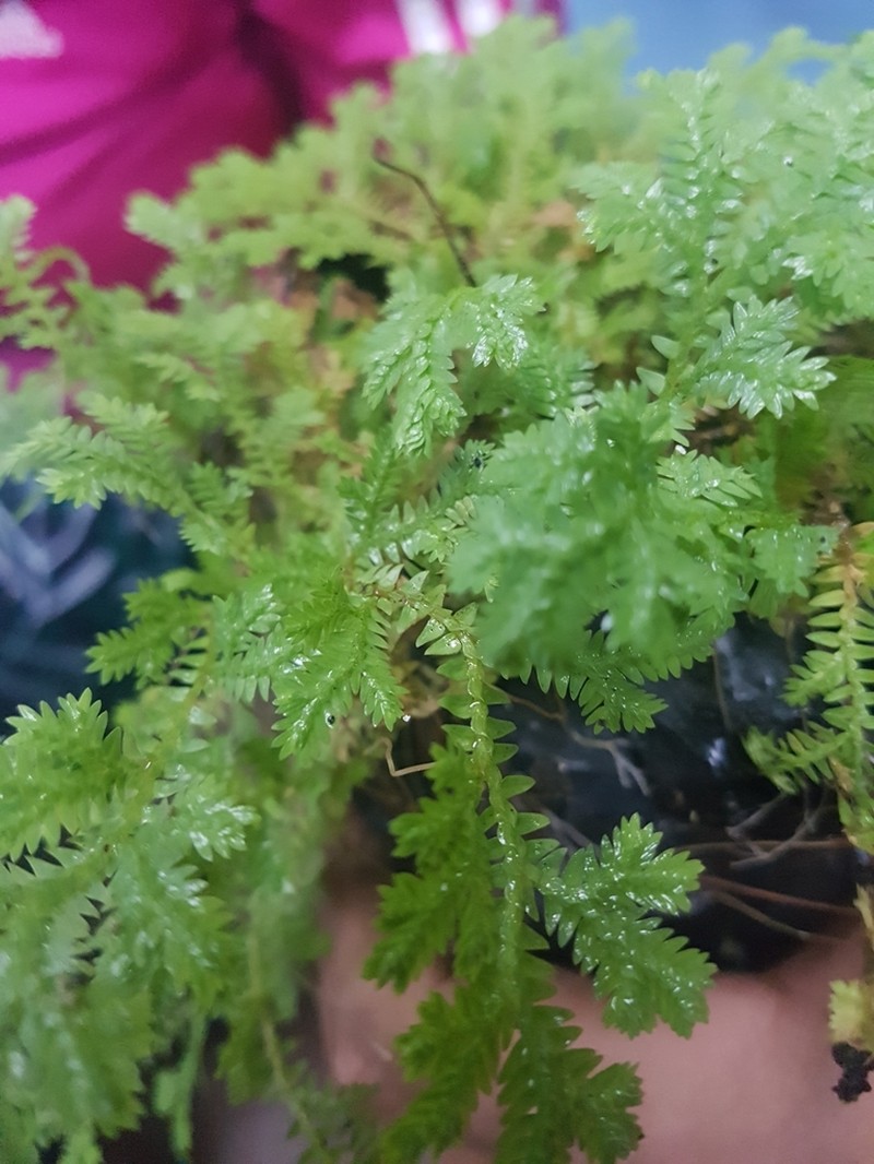Selaginella horizontalis