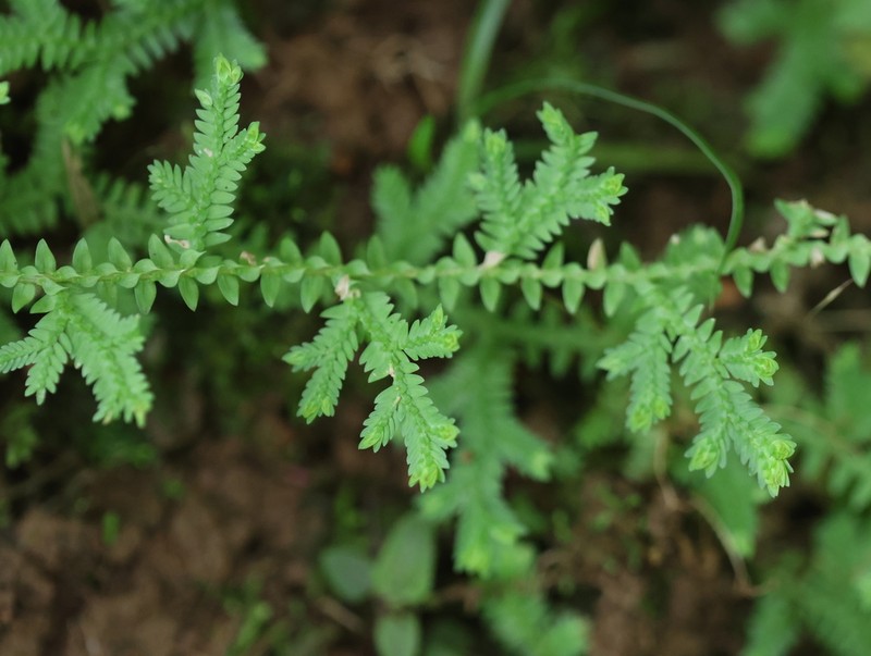 Selaginella horizontalis photo 2