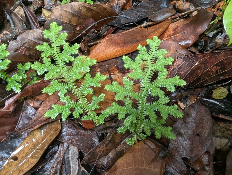 Selaginella horizontalis photo 3