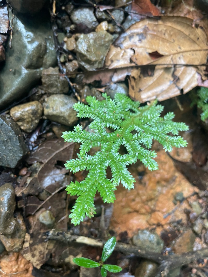 Selaginella horizontalis photo 4