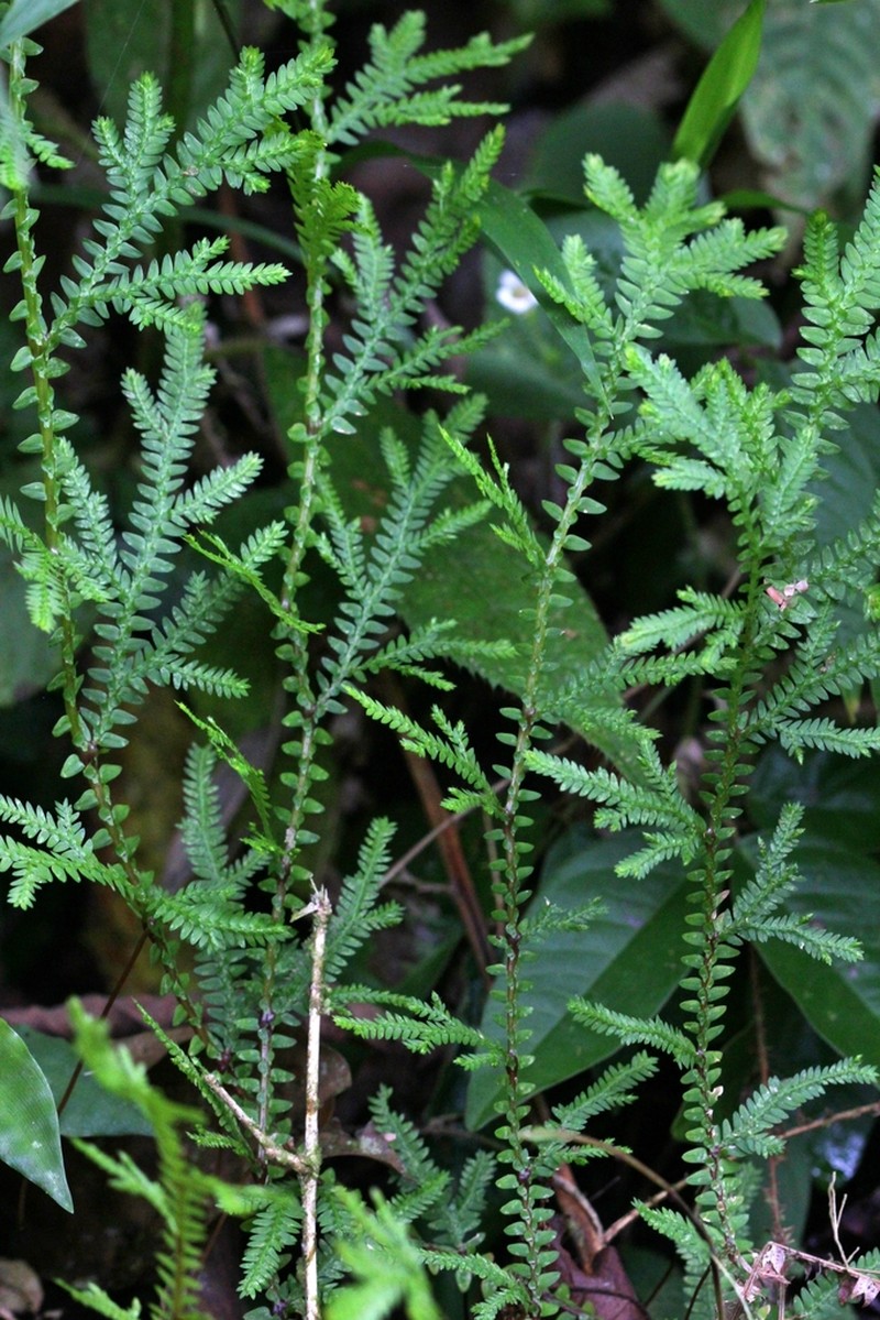 Selaginella horizontalis photo 5