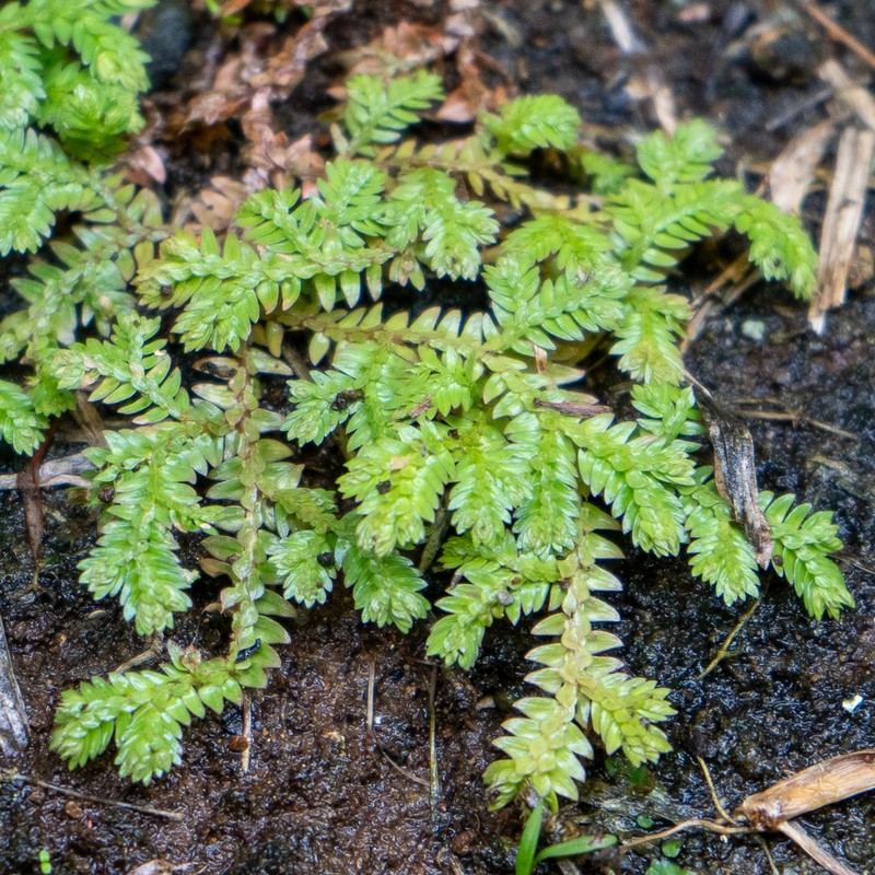 Selaginella horizontalis photo 6