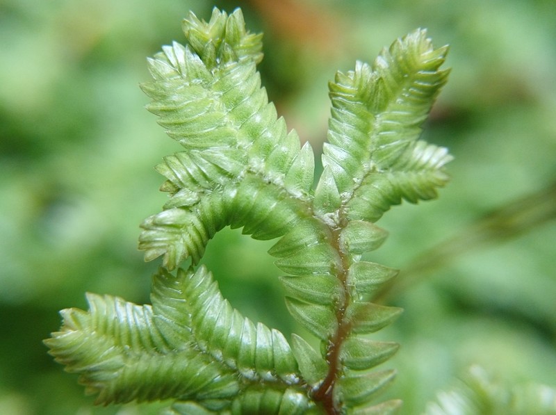 Selaginella horizontalis photo 7