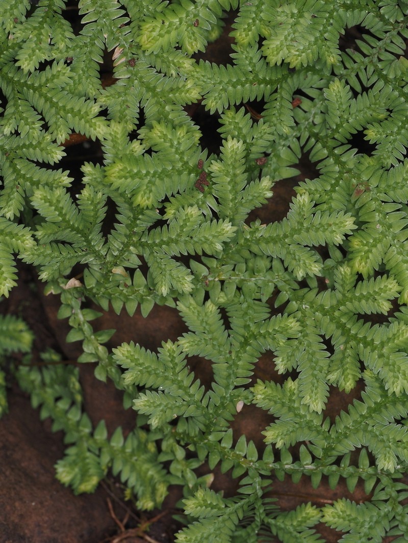 Selaginella horizontalis photo 8