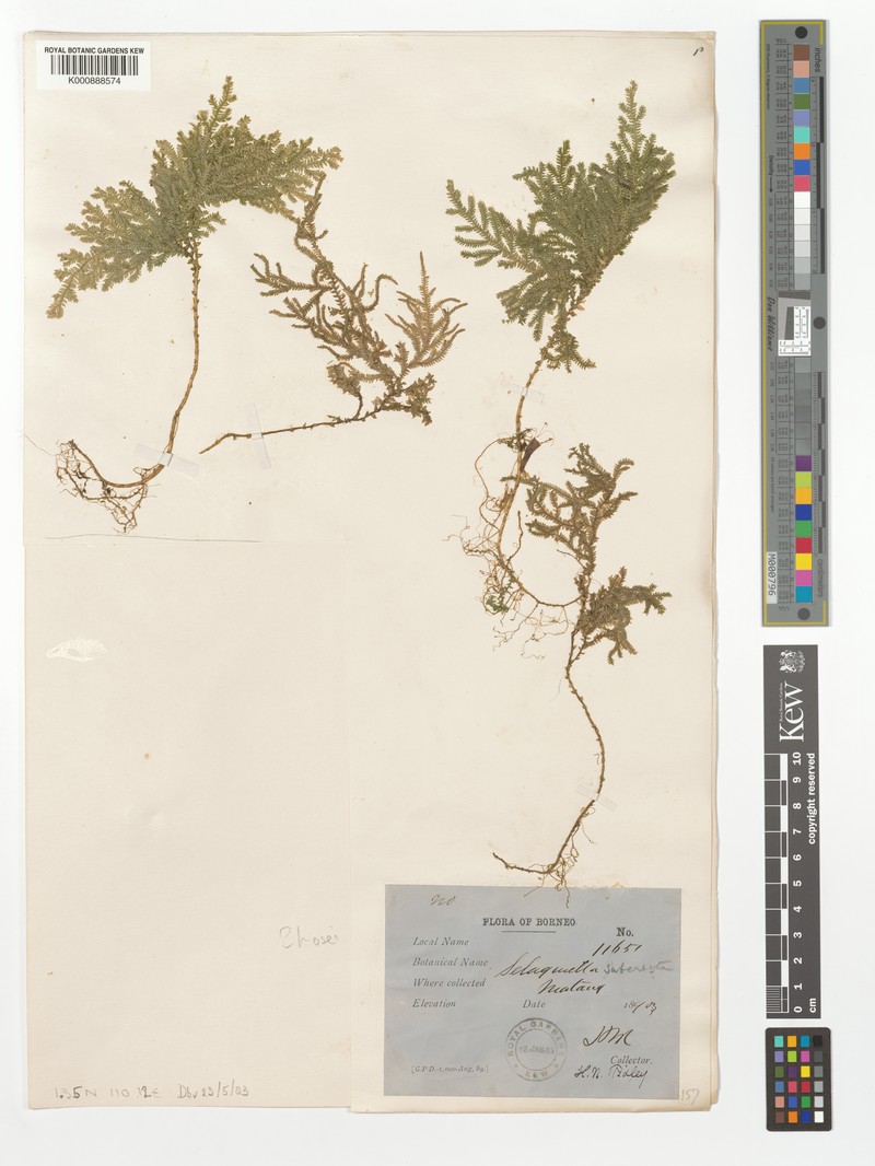 Selaginella hosei