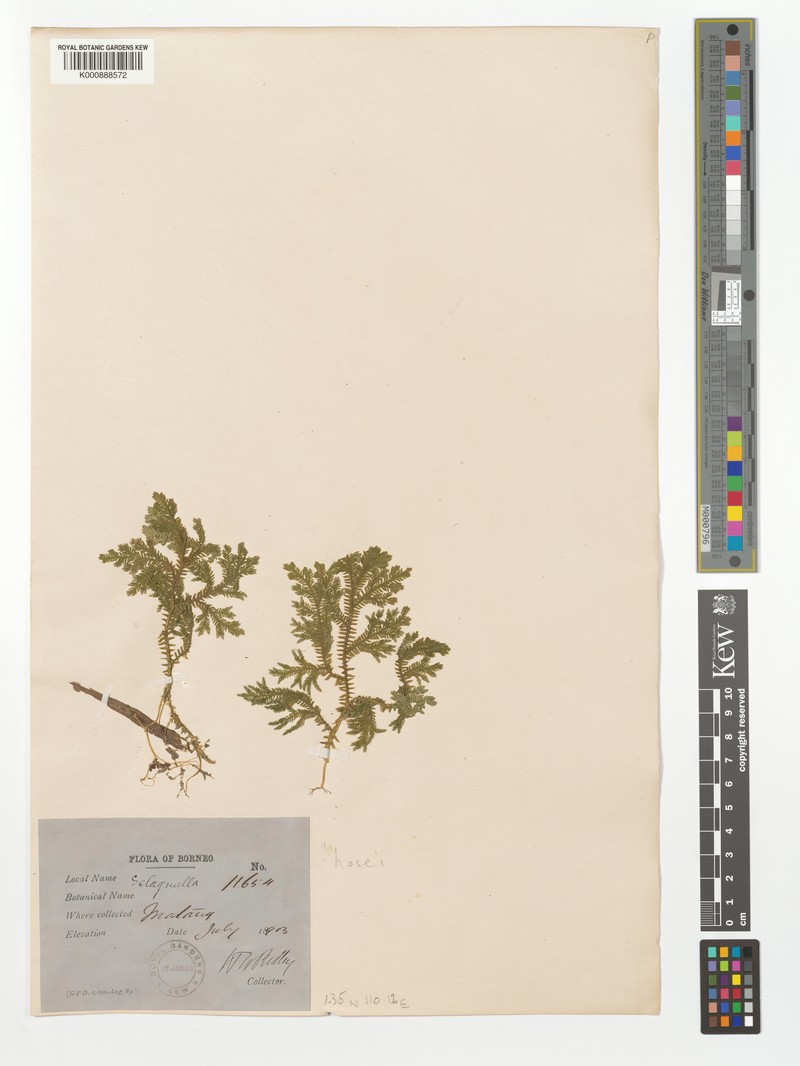 Selaginella hosei photo 2