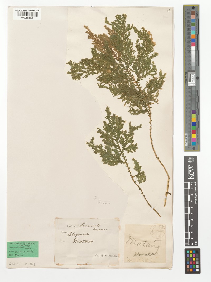 Selaginella hosei photo 3