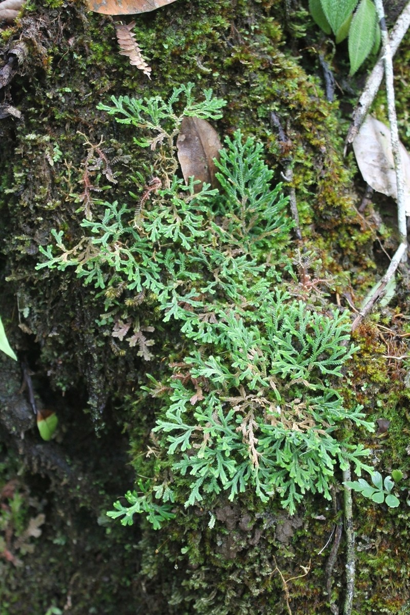 Selaginella huehuetenangensis