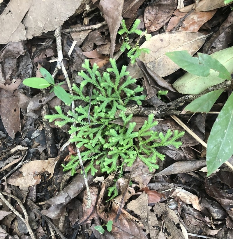 Selaginella huehuetenangensis photo 2