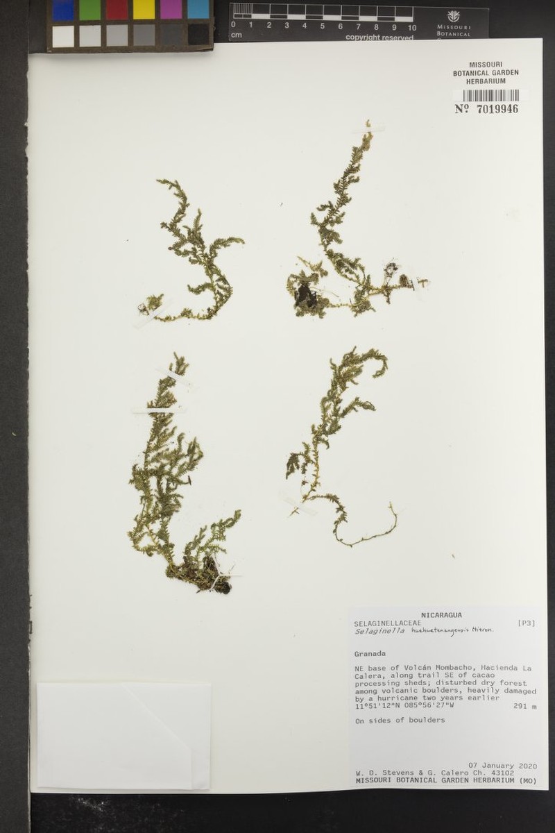 Selaginella huehuetenangensis photo 3