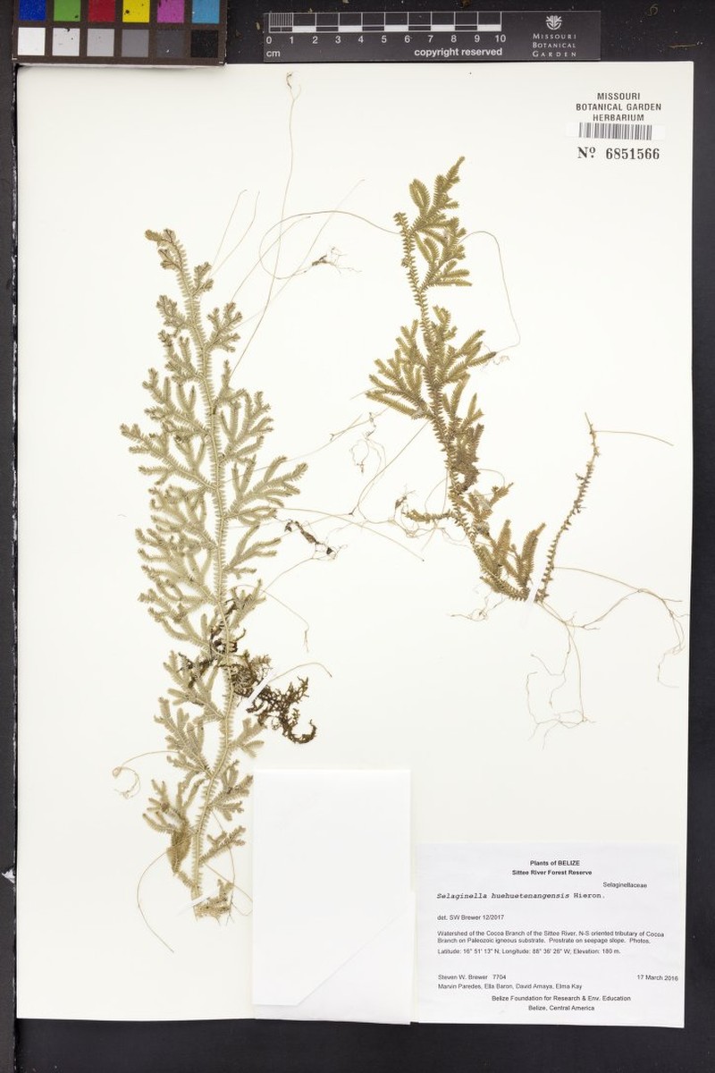 Selaginella huehuetenangensis photo 4