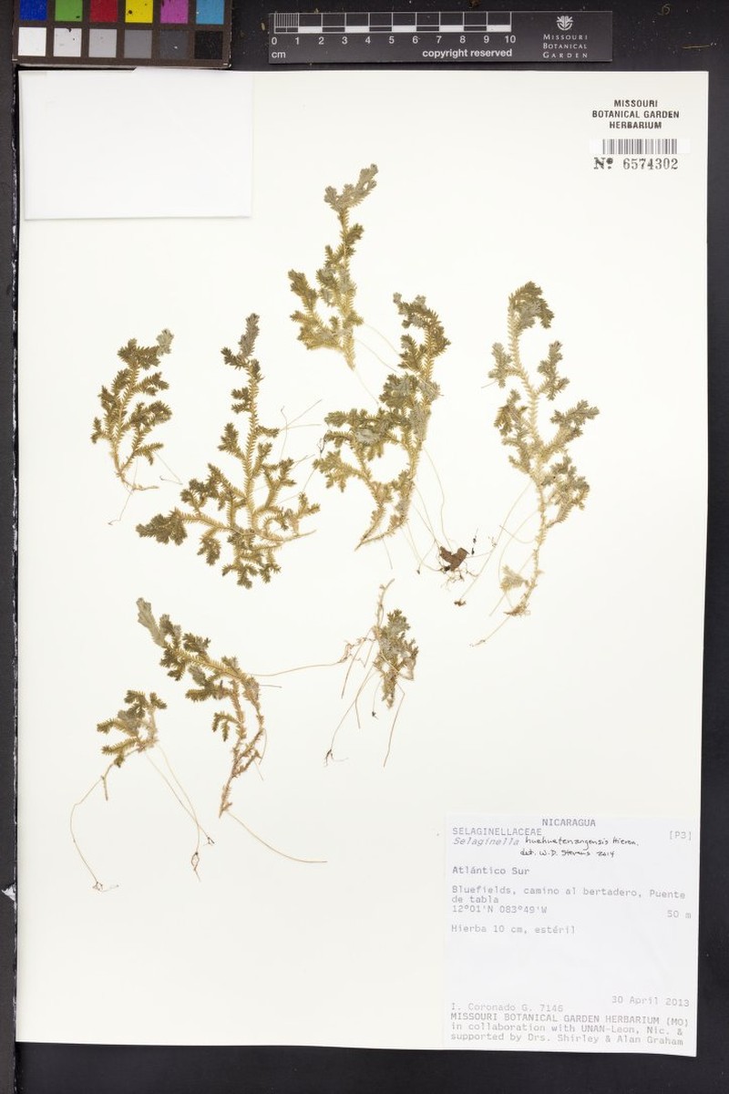Selaginella huehuetenangensis photo 5