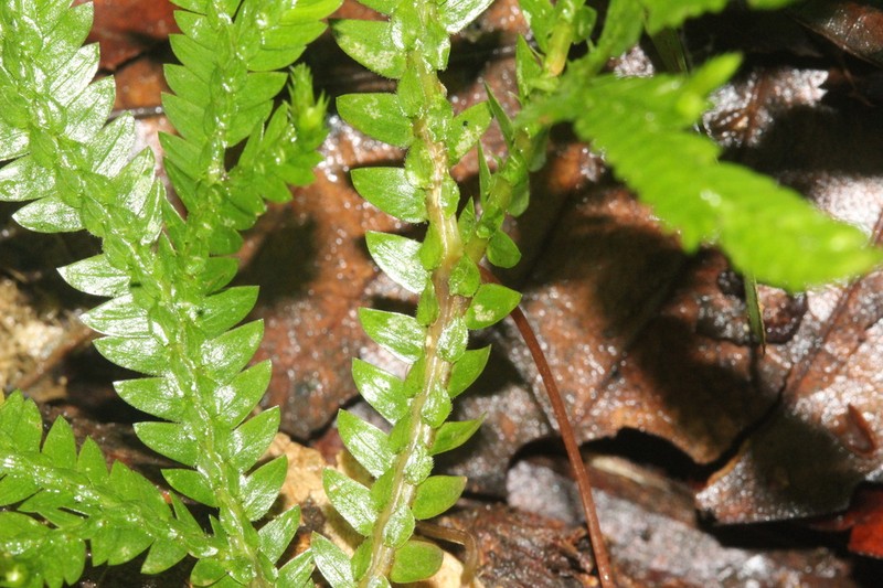 Selaginella humboldtiana