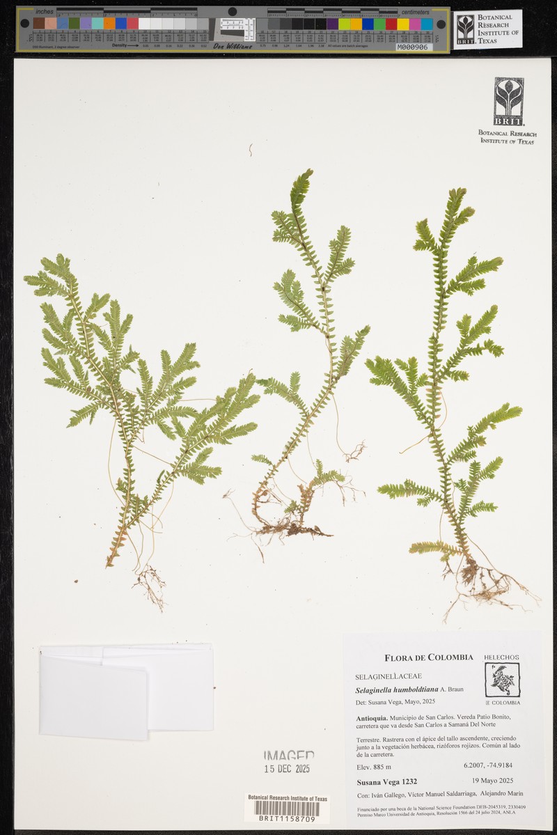 Selaginella humboldtiana photo 2