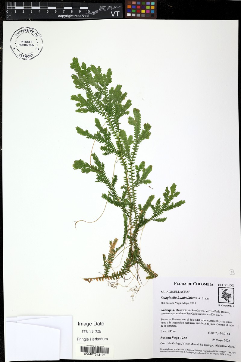 Selaginella humboldtiana photo 3