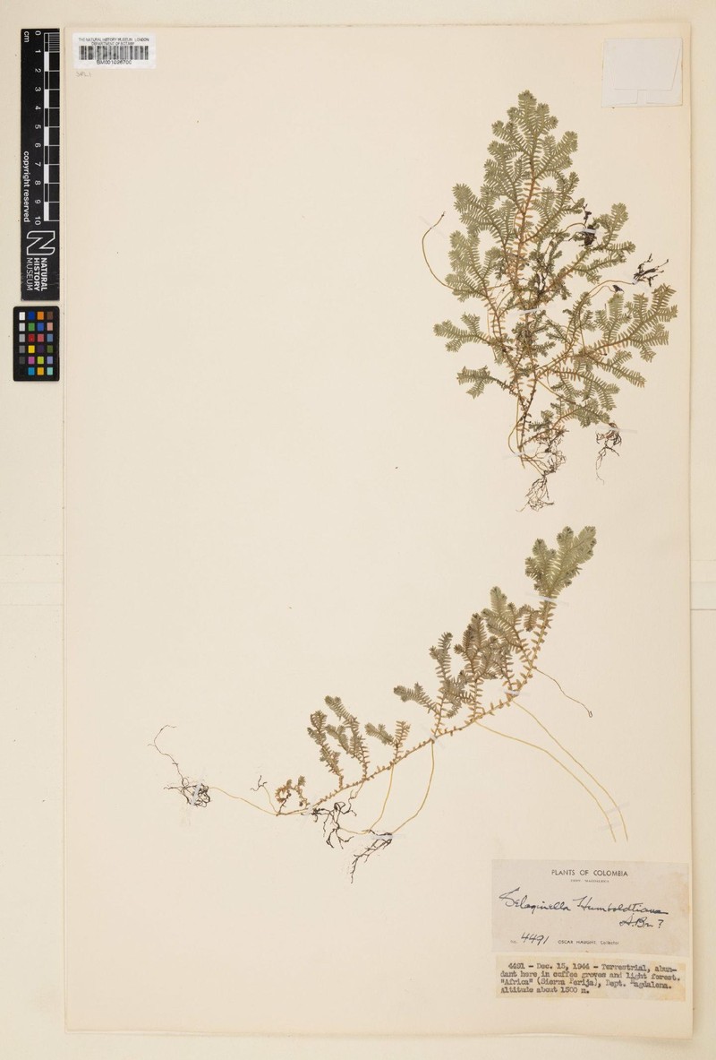 Selaginella humboldtiana photo 4