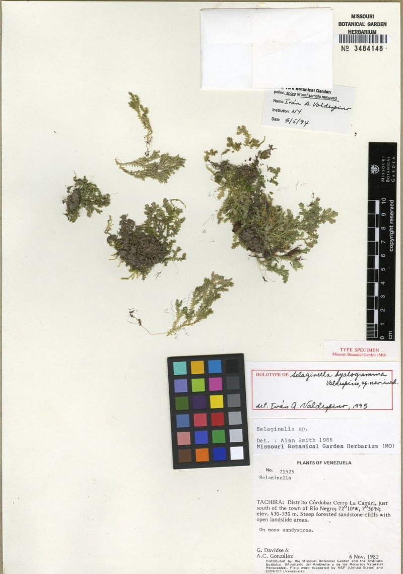 Selaginella hyalogramma
