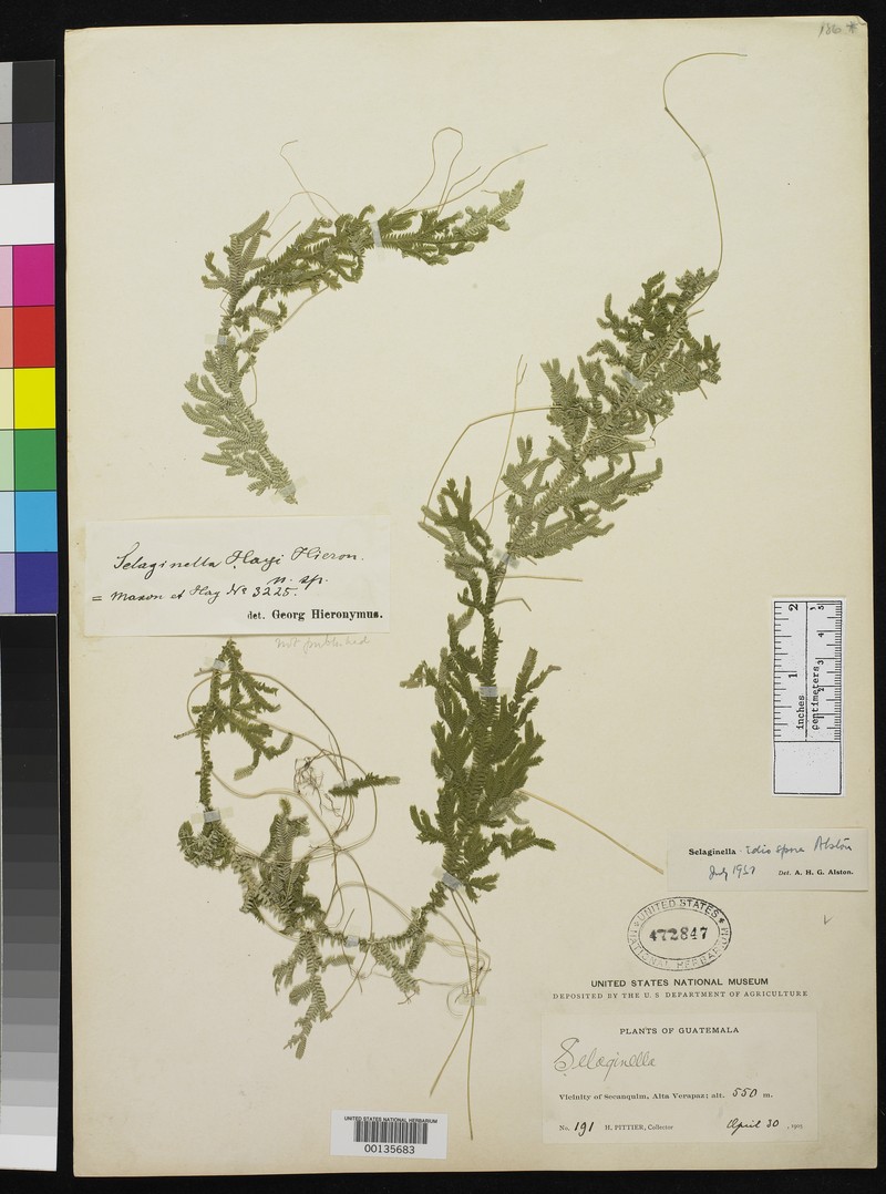 Selaginella idiospora