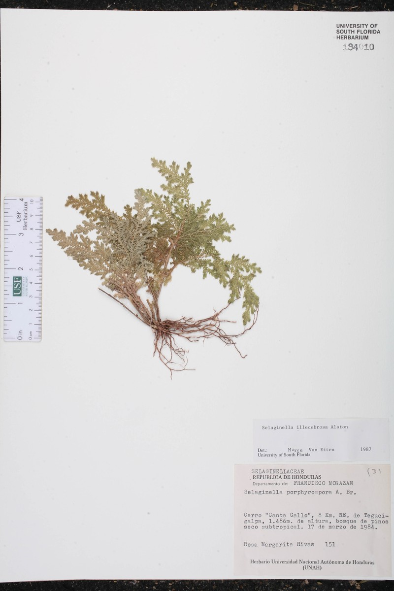 Selaginella illecebrosa photo 2