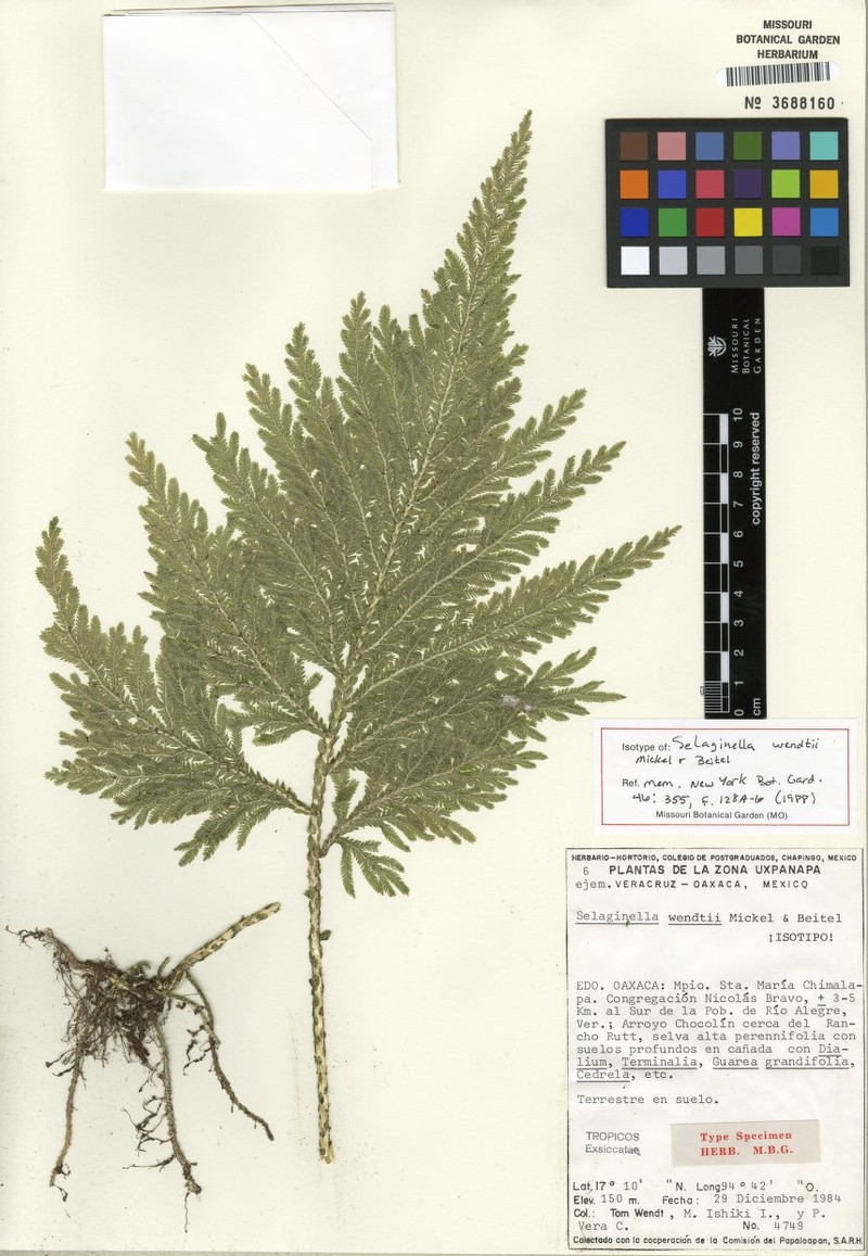 Selaginella illecebrosa photo 3