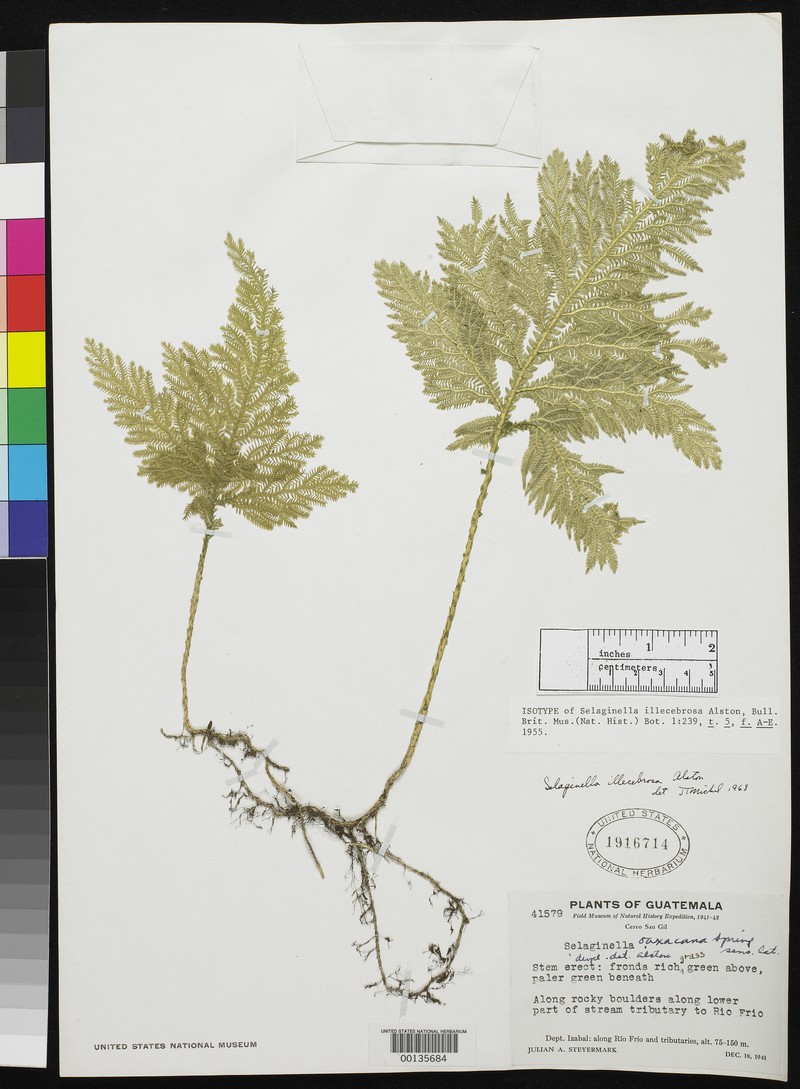 Selaginella illecebrosa