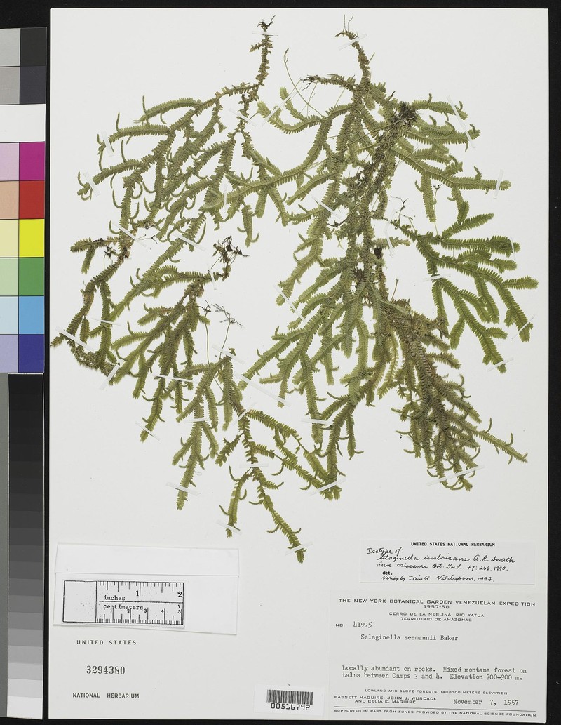 Selaginella imbricans photo 2